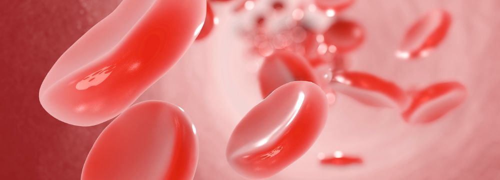 Blood cells flow in vein